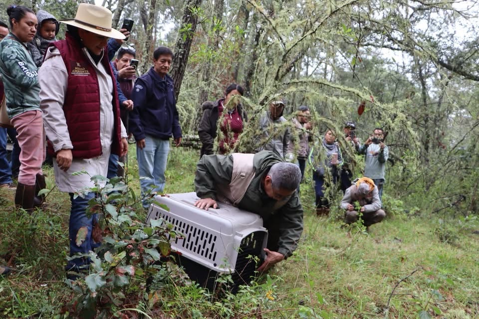 🟢🐾 Regresan a la vida silvestre: liberan un tigrillo y tres zorras grises rehabilitados en Hidalgo