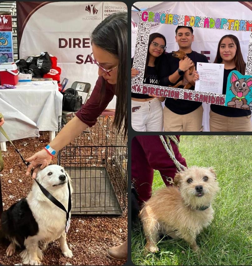 Feria de bienestar animal como eje de transformación social en Tulancingo