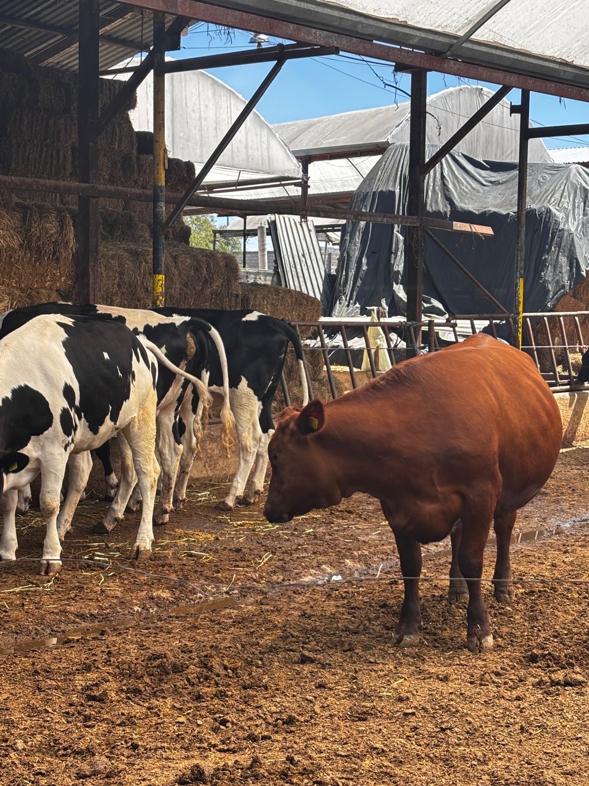 Protegen ganadería de Tulancingo con brigada preventiva del gusano barrenador