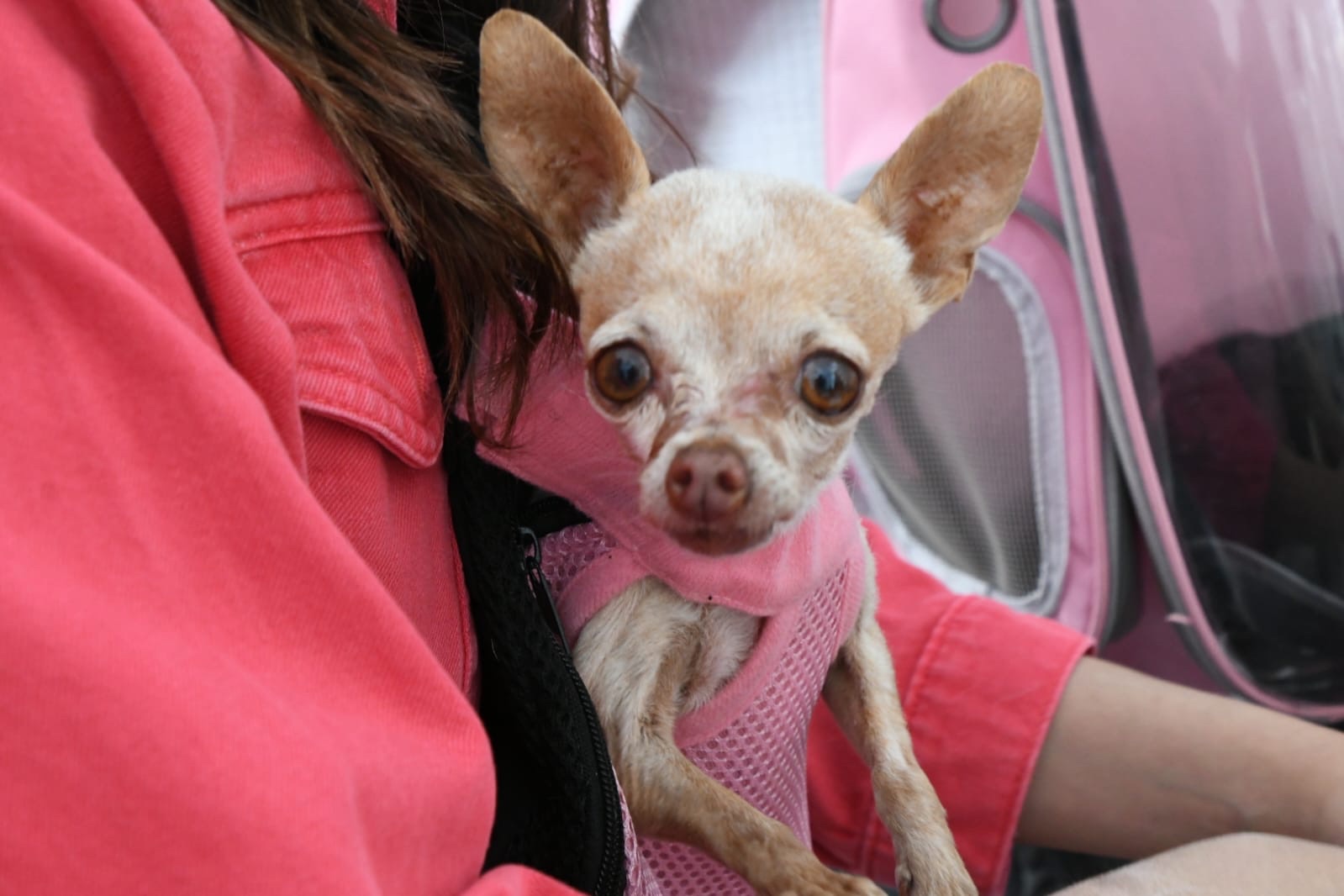 Fortalece Tulancingo el bienestar animal con nuevas unidades móviles entregadas por Lorena García Cázares