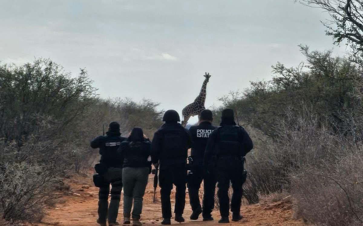 Detectan cuatro jirafas en desierto de Coahuila