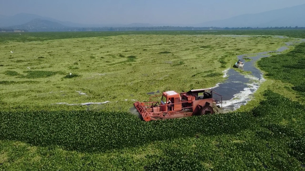 Gobierno de Hidalgo mantiene trabajos contra lirio acuático en la Presa Endhó