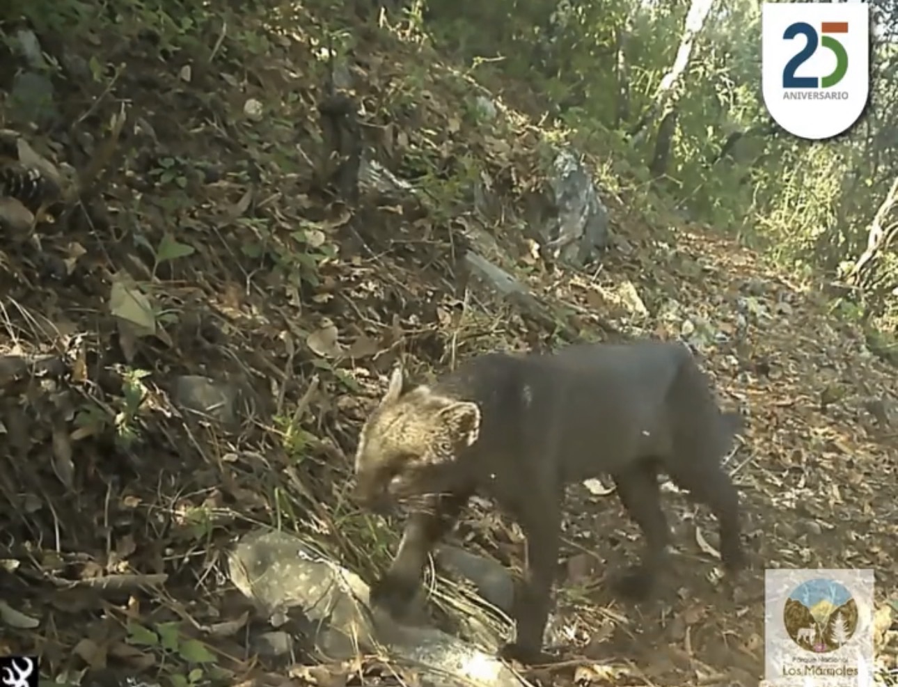Captan al yaguarundi en Los Mármoles y confirman presencia de las seis especies de felinos silvestres de México
