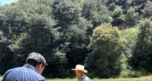 Lluvias insuficientes golpean al maíz en Tulancingo; parte de la cosecha irá a forraje