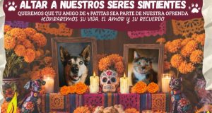 🐾 ¡Ni la muerte los separa! Tulancingo rendirá homenaje a mascotas fallecidas en Día de Muertos